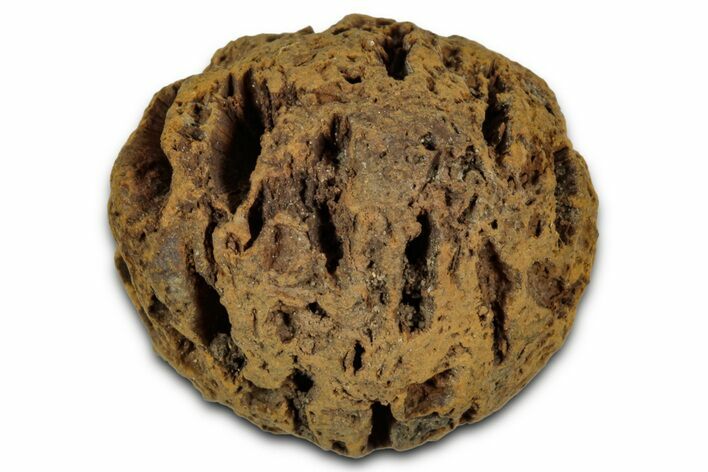 Fossil Pine Cone (Metasequoia) - Montana #352456